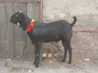 Desi goat | Goat | bakra | sheep | khasi | bakry | بکرا