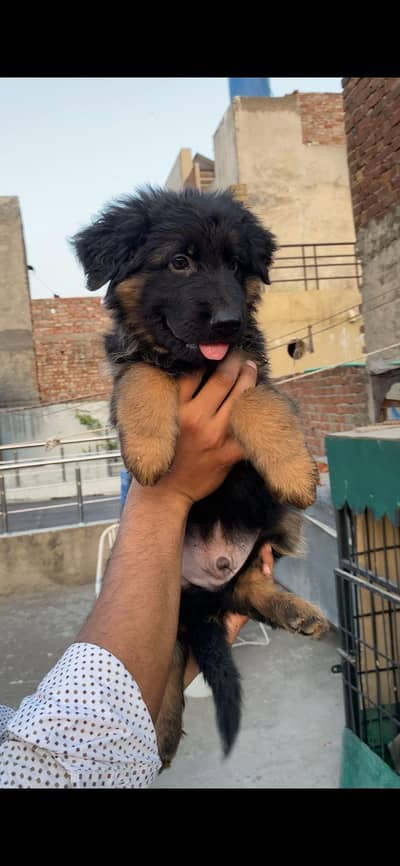 German shepherd puppy