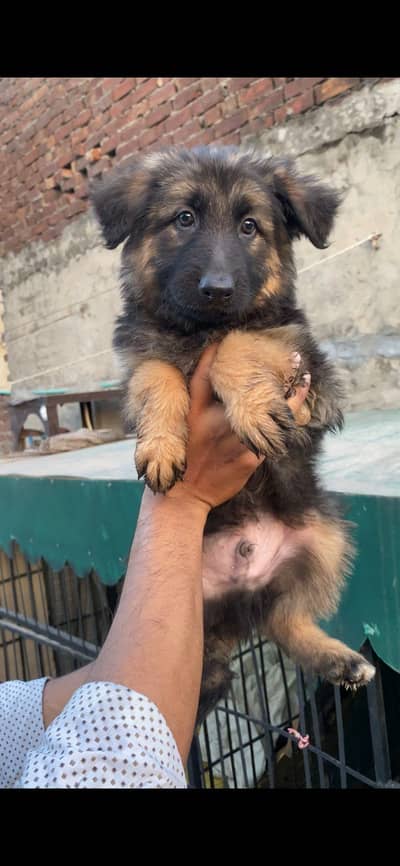 German shepherd puppy