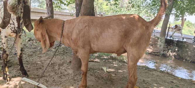 qurbani ka Lia bakry available hn