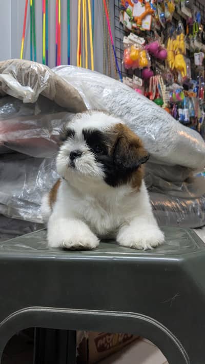 shih tzu puppy for sale