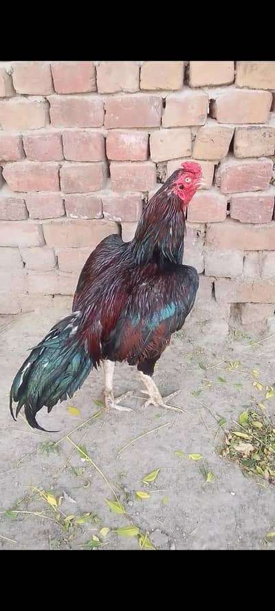 high quality lakha aseel breeder