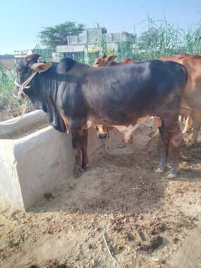 qurbani ka bachra