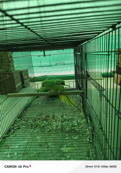 Green parrots