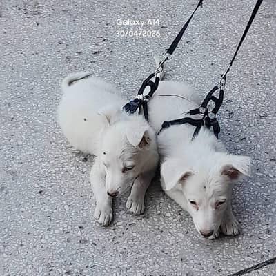 Russian pair for sale