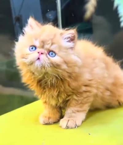 Quality Persian Punch   kitten WhatsAp03205959094