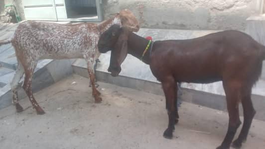Female Goats avaliable