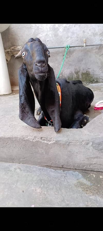 2 Dant Bakra for qurbani 2026
