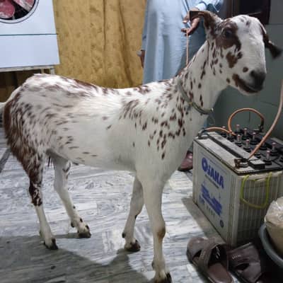 Bakra for sale