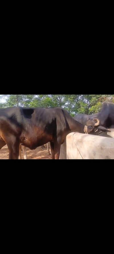 qurbani cow for sale