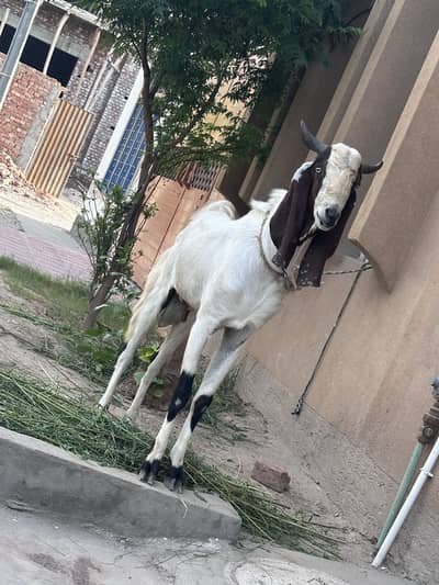 Andal full bara bakra goat 2 daant