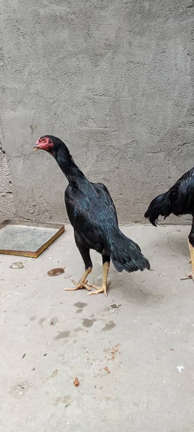 o Shamo female 11 months