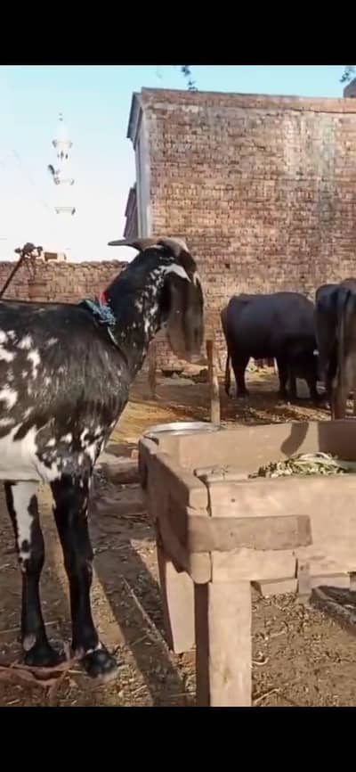 goat for sale