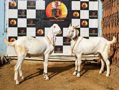 bakra 2 daant khassi