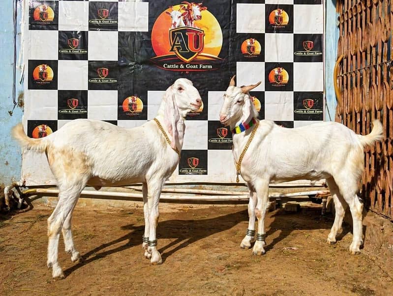 bakra 2 daant khassi 0