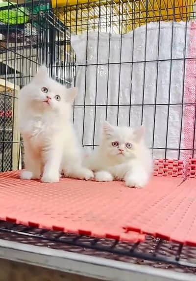 Persian cat triple kot,for sale,my WhatsApp 03481292582