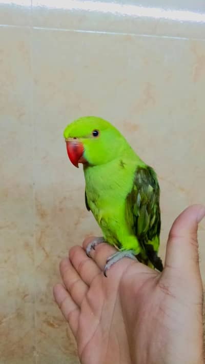 03369510495 Green ringneck parrot handtame