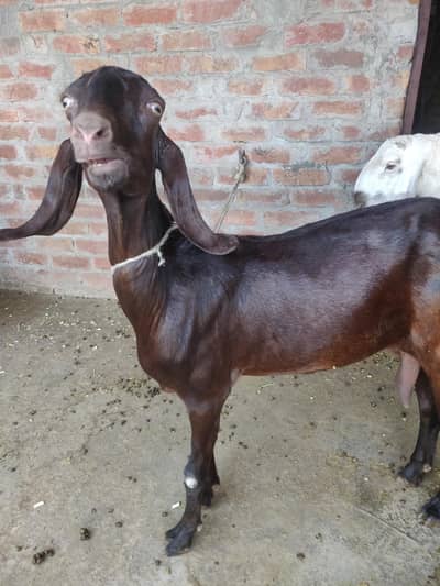 female gotes erjant sael 03064295133 jasey cahy rabta kar ly