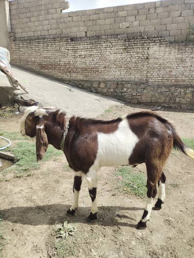 Bakra