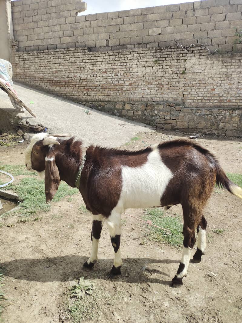 Bakra 0