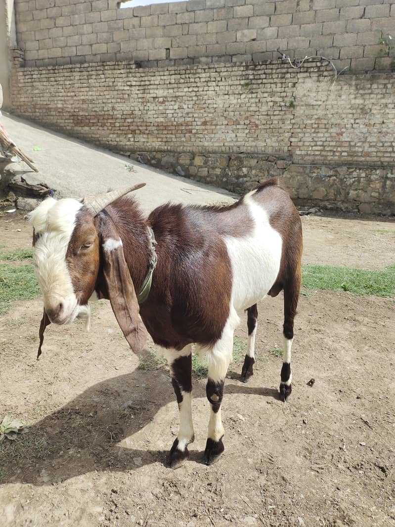 Bakra 1