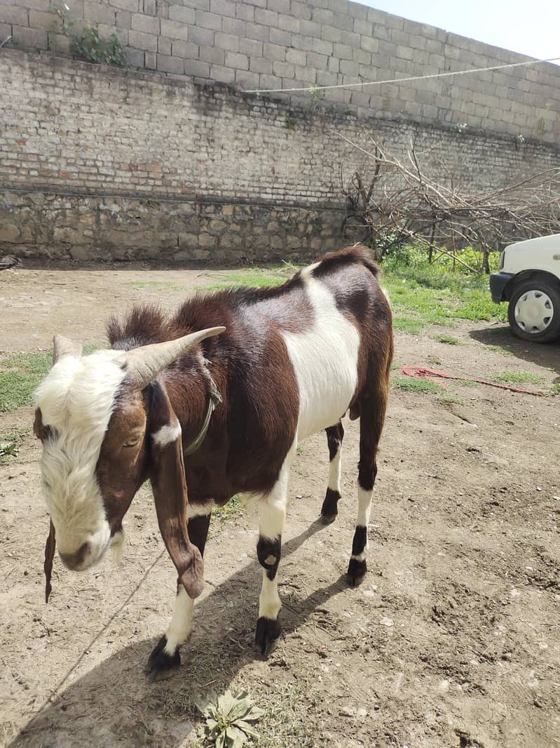 Bakra 2