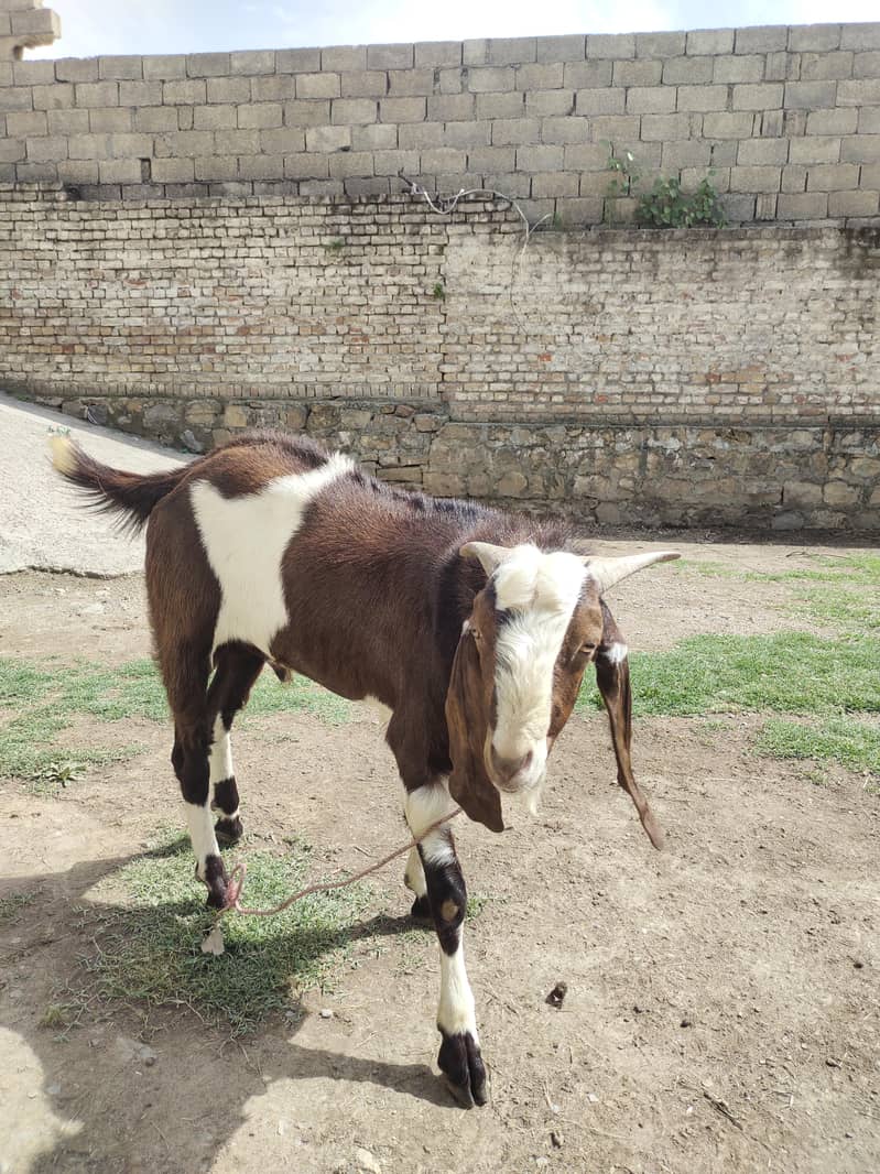 Bakra 3