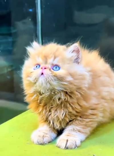 Persian cat triple kot,for sale,my WhatsApp 03481292582
