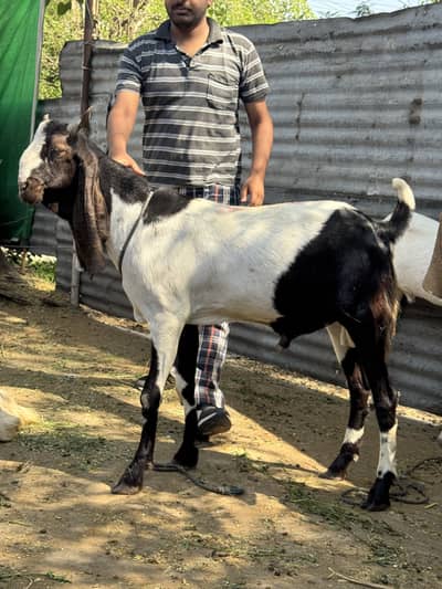 Qurbani k Bakry | bakra | bakray | bakrey 03074335535