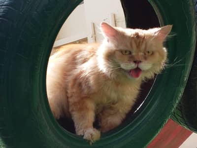persian cat for sale