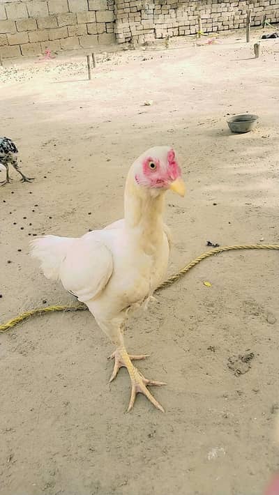 white Female Aseel active and young