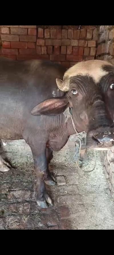 Desi Catta, Qurbani janwar for sale