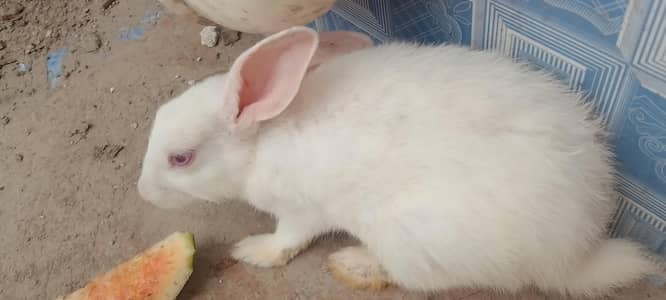 white rabbit male female