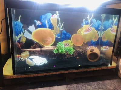2.6 feet aquarium > Read add