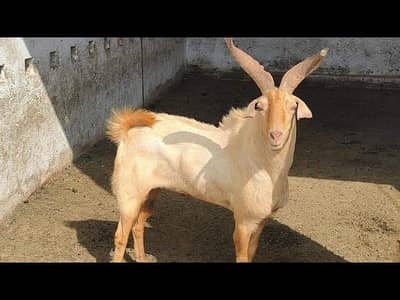 golden tapra