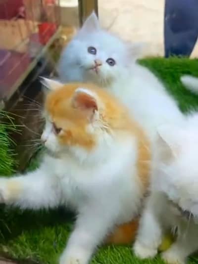 Persian cat triple kot,for sale,my WhatsApp 03481292582