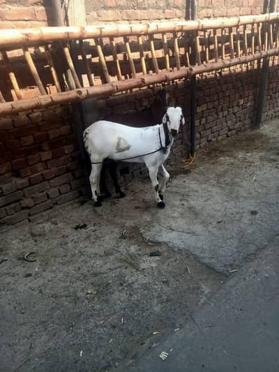 2 Bakra for sale