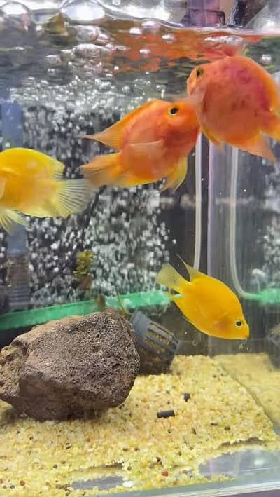 paroot fish pair