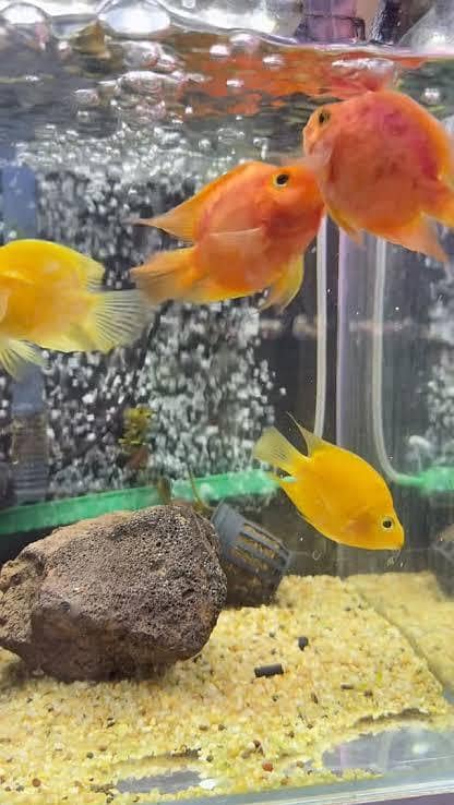 paroot fish pair 0