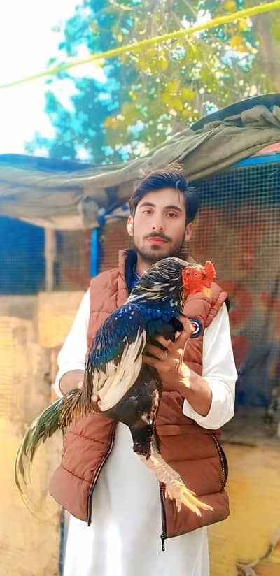 high quality bird for sale  location jaranwala