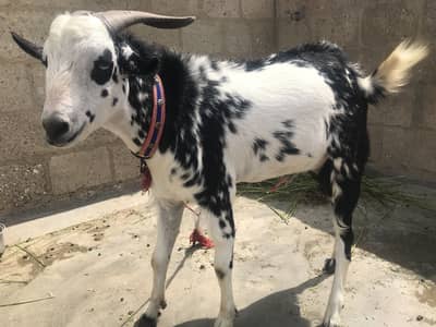Home-Raised Goat For Sell