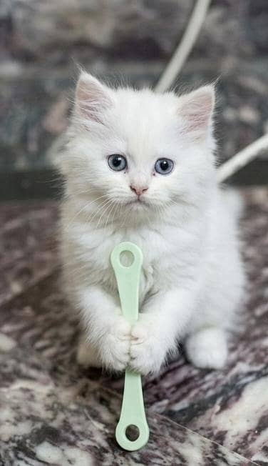Pure Persian triple coat male