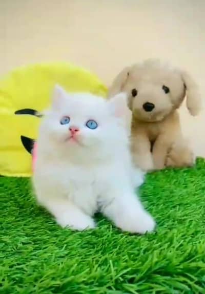 Persian cat triple kot,for sale,my WhatsApp 03481292582