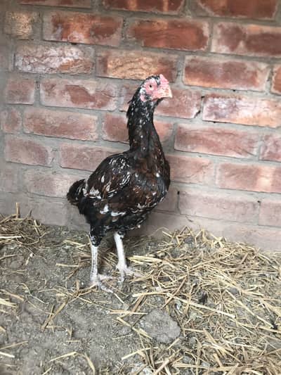 kandari breed female high quality 03074327731