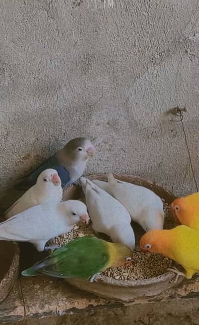 Lovebirds available 1600 pair