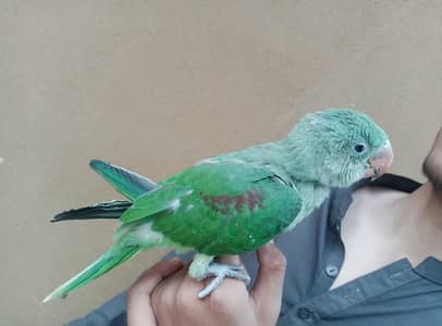 raw  parrot