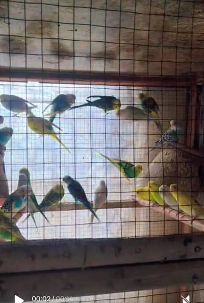 high quality Red & black eye budgie breader for sale