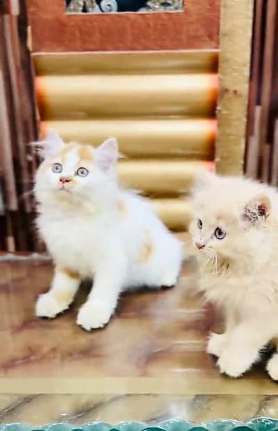 Persian cat triple kot,for sale,my WhatsApp 03481292582
