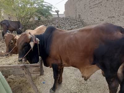 sahiwal nasal
