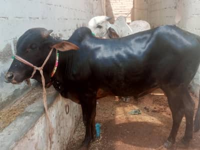 cow 2 dant